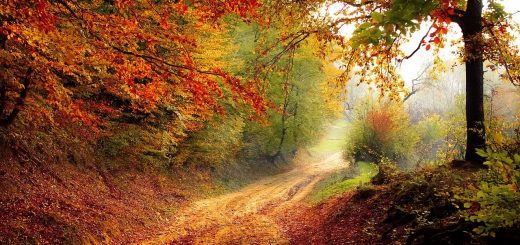 road, forest, season